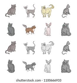 Sphinx, nibelung,norwegian forest cat and other species. Cat breeds set collection icons in cartoon,monochrome style vector symbol stock illustration web.