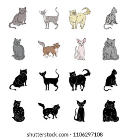 Sphinx, nibelung,norwegian forest cat and other species. Cat breeds set collection icons in black,cartoon style vector symbol stock illustration web.