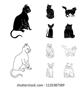 Sphinx, nibelung,norwegian forest cat and other species. Cat breeds set collection icons in black,outline style vector symbol stock illustration web.