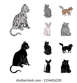 Sphinx, nibelung,norwegian forest cat and other species. Cat breeds set collection icons in cartoon,black style vector symbol stock illustration web.