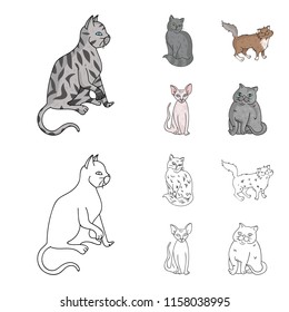 Sphinx, nibelung,norwegian forest cat and other species. Cat breeds set collection icons in cartoon,outline style vector symbol stock illustration web.