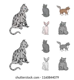 Sphinx, nibelung,norwegian forest cat and other species. Cat breeds set collection icons in cartoon,monochrome style vector symbol stock illustration web.