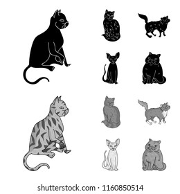 Sphinx, nibelung,norwegian forest cat and other species. Cat breeds set collection icons in black,monochrome style vector symbol stock illustration web.