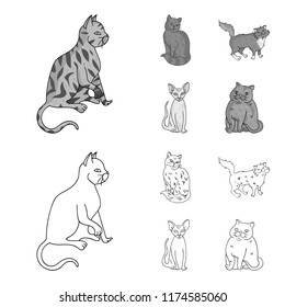 Sphinx, nibelung,norwegian forest cat and other species. Cat breeds set collection icons in outline,monochrome style vector symbol stock illustration web.