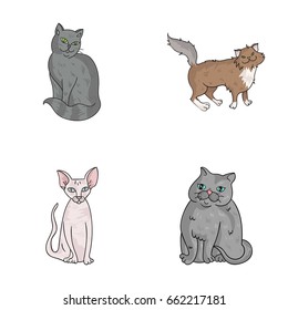 Sphinx, nibelung,norwegian forest cat and other species. Cat breeds set collection icons in cartoon style vector symbol stock illustration web.