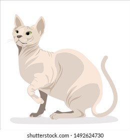 sphynx cat. bald breed cat in flat style. trendy illustration vector