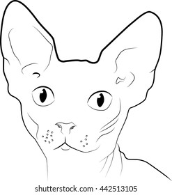 The Sphynx Cat Breed