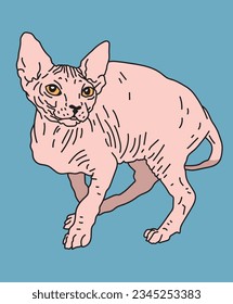 Sphynx Cat Dynamic Pose Stehen