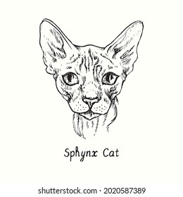Sphynx Cat face portrait. Ink black and white doodle drawing in woodcut style.