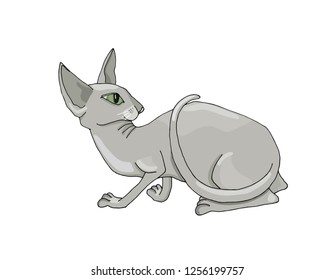 Sphynx cat, gray. Vector illustration, isolated on white. Hand drawn.