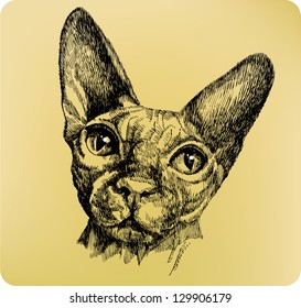 Sphynx cat, hand drawing, vector illustration.