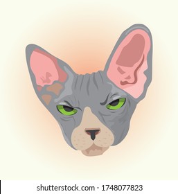 sphynx cat head with angry look