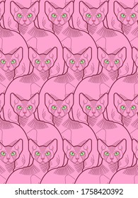 Sphynx cat pattern seamless. Pet background. Home animal texture. vector ornament