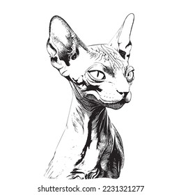 Esbozo de retrato de gato Sphynx dibujado a mano con el estilo grabado Ilustración vectorial.