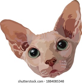 Ilustración vectorial de retrato de gato Sphynx