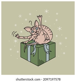 El gato Sphynx se sienta en una posición extraña en una caja de regalo. Estilo Doodle