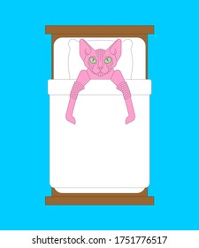 Gato Sfinx cubierto en la cama. Ilustración vectorial de mascotas
