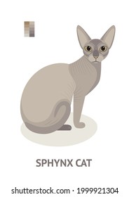 Sphynx cat - vector illustration in flat style