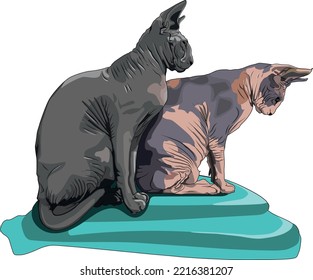 Sphynx cats Eva and Tokyo bask sitting together