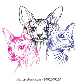 
Sphynx Cats. Stylish Print. Multi-colored Drawing.