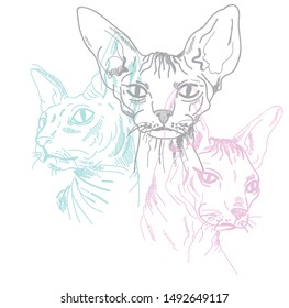 
Sphynx cats. Stylish print. Multi-colored drawing.