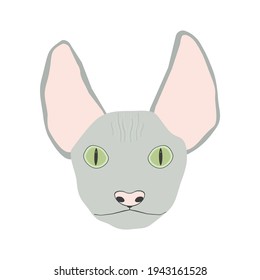 Sphynx grey cat face isolated. Pet head vector illustration.