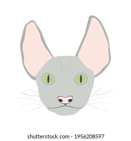 Cara de gato gris esfipado con bigote y cejas sobre un fondo blanco. Ilustración vectorial de la cabeza de mascota. Fondo de moda para envolver papel, textiles, niños.