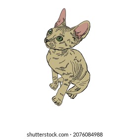Sphynx kitten with green eyes sits and looks up. Vector drawing for printing.