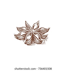 Spice. Anise. Hand drawn engraving style vector illustrations.