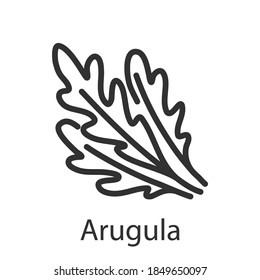 Spice arugula, linear icon. Editable stroke