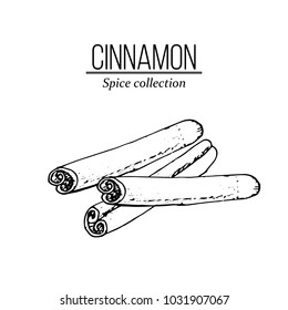 Spice collection, cinnamon sticks hand drawn, Vector illustration