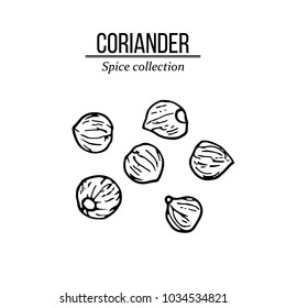 Spice collection, coriander seed hand drawn. Vector illustration