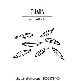 Spice collection, cumin seed hand drawn. Vector illustration