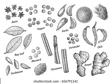 Spice collection illustration 