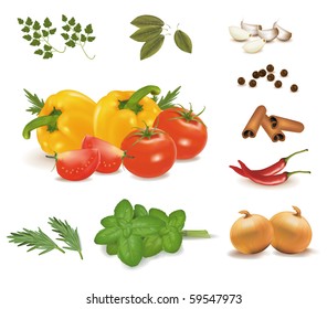 Spice collection isolated on white background. Vector.