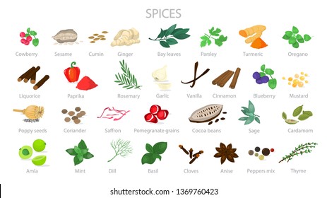 Spice for cooking delicious food collection. Herbs with good smell. Organic ingredient. Isolated vector illustration in cartoon style
