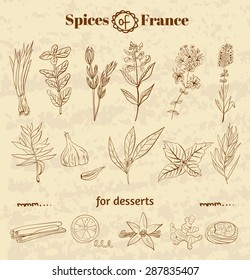 Spice in French cuisine. Herbs used in France for cooking dishes and desserts. Vector illustration