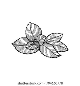 Spice. Fresh mint leaf. Vector illustration. The isolated image on a white background. Vintage style.