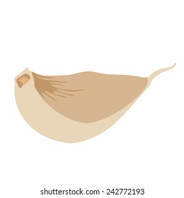 Spice garlic vector isolated, organic ingredient, garlic clove