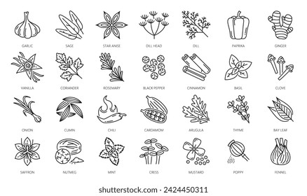 Las especias, hierbas y condimentos delinean los iconos. Ajo, salvia, anís estrellado, cabeza de eneldo y pimentón, jengibre, vainilla, cilantro, romero, pimienta negra y canela, albahaca, clavo, cebolla línea delgada iconos vectoriales