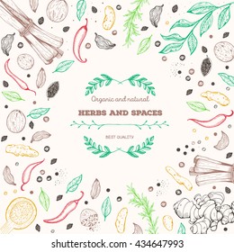 Spice and herbs top view frame. Spice and herbs design. Vintage hand drawn sketch vector illustration. White background. Vector Design template