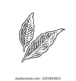 Spice leaf. Bay leaf. Hand drawn engraving style illustrations.