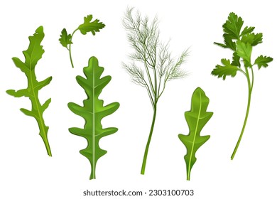 Spice leaves, parsley, dill and arugula vector realistic illustration. Green condiments or seasoning for vegetable salad, set ingredients isolated on white background