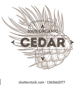 Spice or natural condiment cedar nut isolated icon with lettering vector fir cone organic product cooking ingredient silhouette emblem or logo market or shop food and culinary piquant supplement.