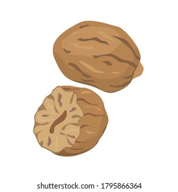 Spice nutmeg without shell completely and in section. Vector drawing on a white background isolated. Doodle.
