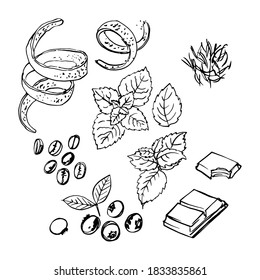 Spice. Orange zest, mint, chocolate, coffee, blueberries. Vector sketch of food in ink on a white background.