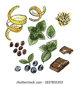 Spice. Orange zest, mint, chocolate, coffee, blueberries. Vector sketch of food in ink on a white background.