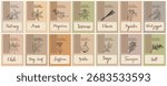 Spice packaging design set with hand-drawn herb sketches on pastel backgrounds. Food label stickers for jars and containers featuring pepper, paprika, garlic, saffron, chili, dill