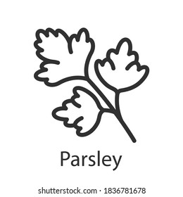 Spice parsley, linear icon. Editable stroke