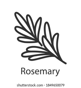 Spice rosemary, linear icon. Editable stroke